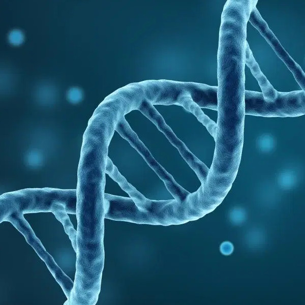 dna strand c