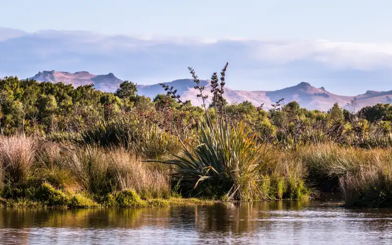 learning from m tauranga m ori 800px