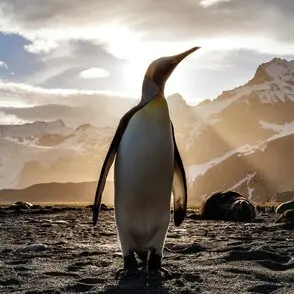 sdg13 penguin climate change