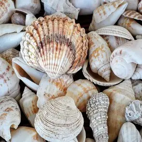 sdg14 aquaculture shells