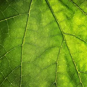 sdg15 soil carbon content leaf