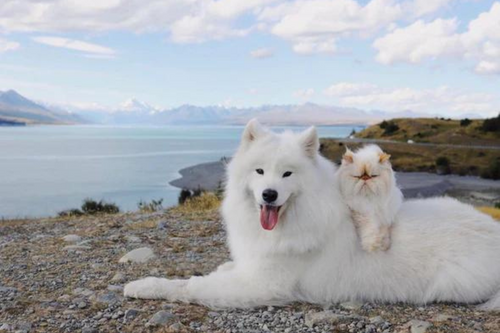 Photo of the dog and cat next to a lake.