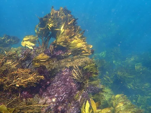 seaweed research new zealand