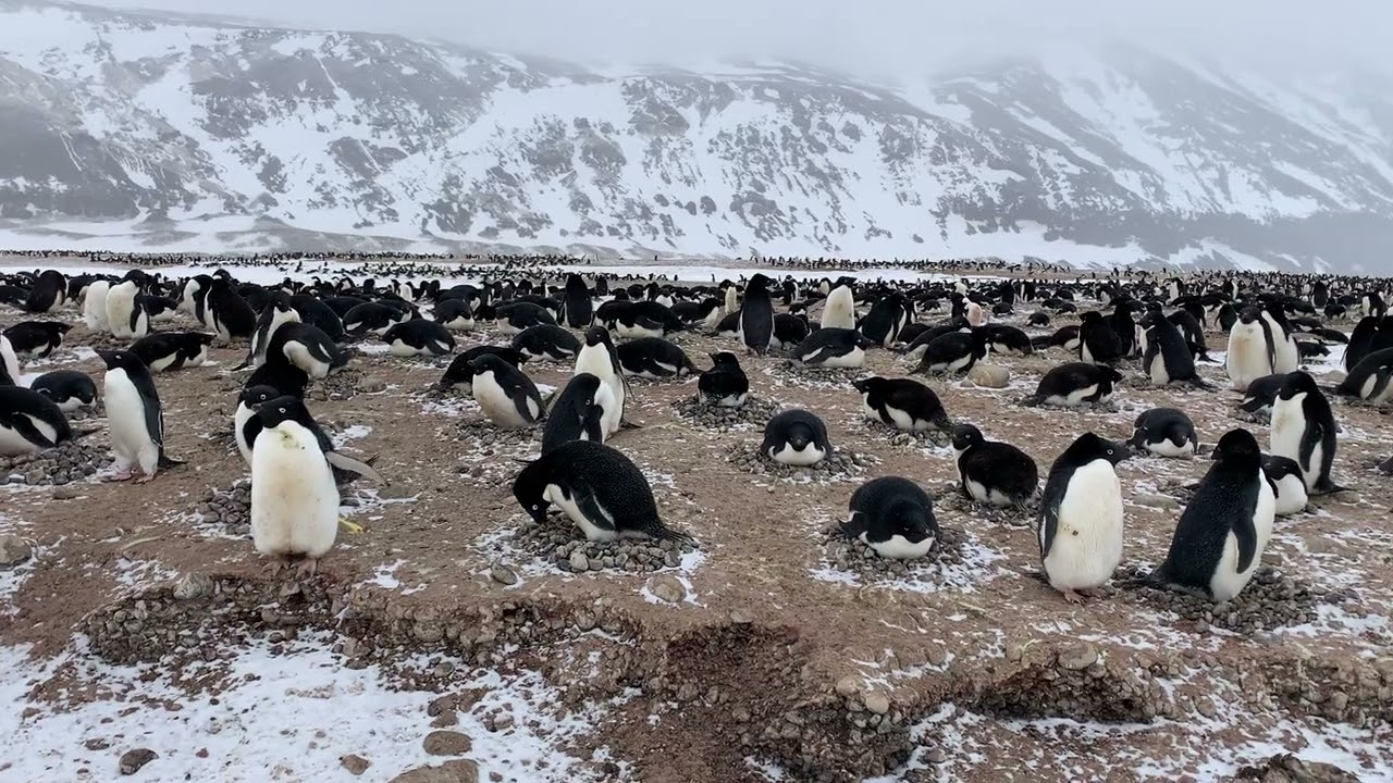 rapid response to protect penguins from bird flu ThumbnailImage