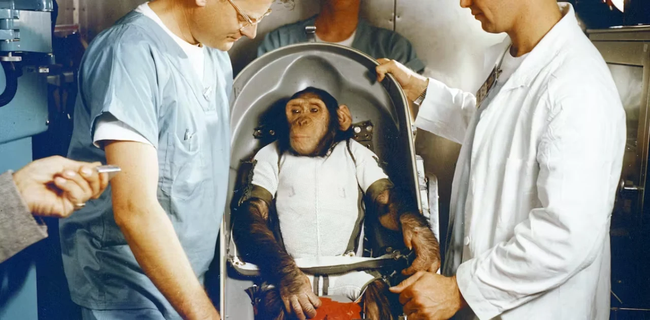 animal space