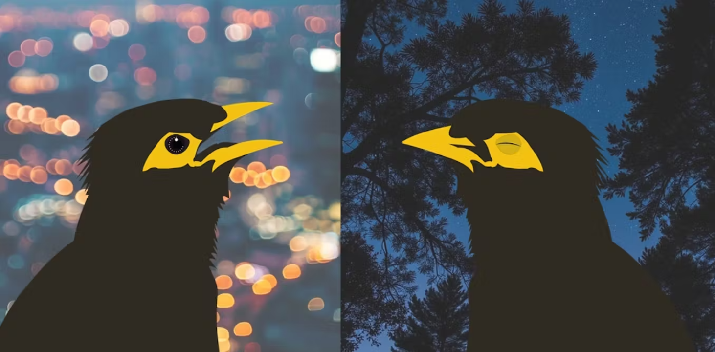 birds