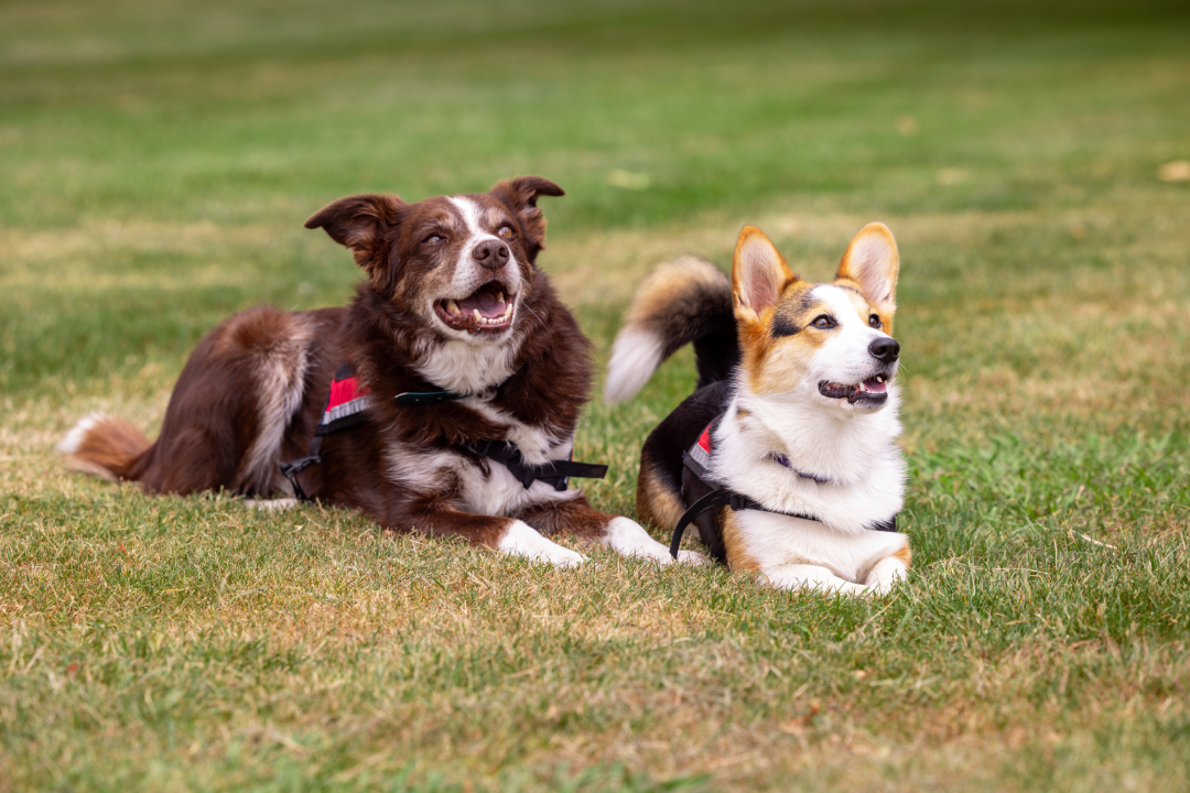 9403d Lucy Tannahill and Scent Dogs 8 (2)