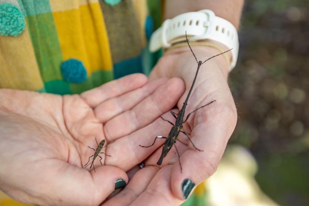 A female and male giraffe weevil