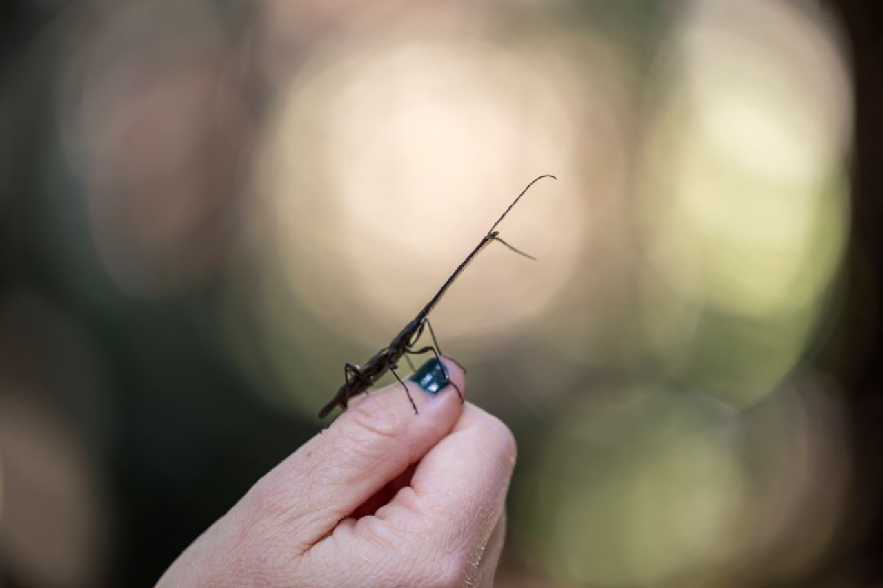 Giraffe weevils are  famous for their oversized necks