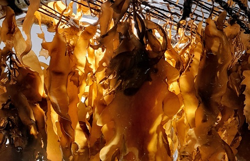 Closeup image of the Ecklonia radiata (common kelp)