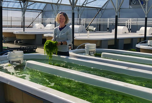 Dr Marie Magnusson harvesting kelp from the marine farm