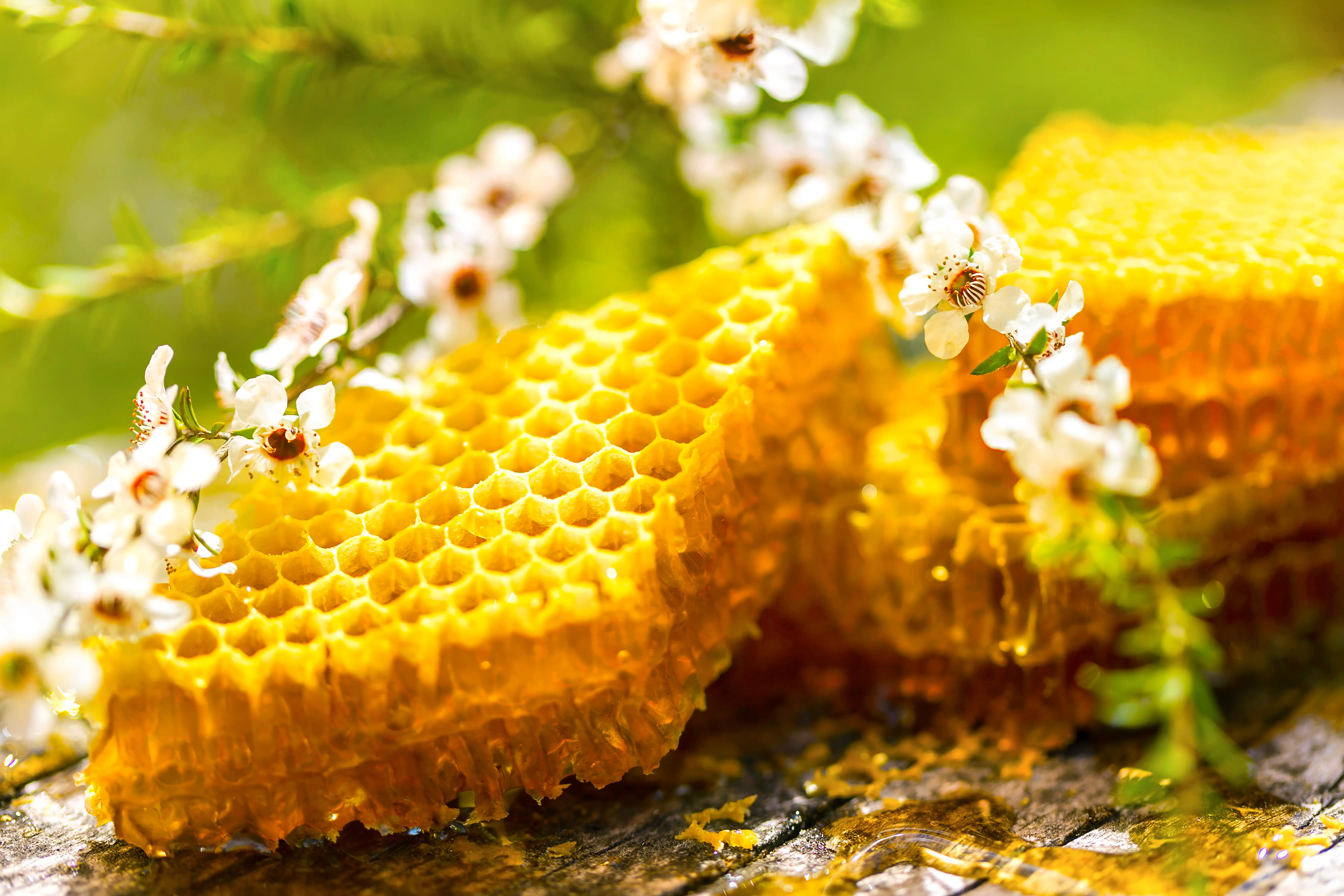 Honey comb and flower