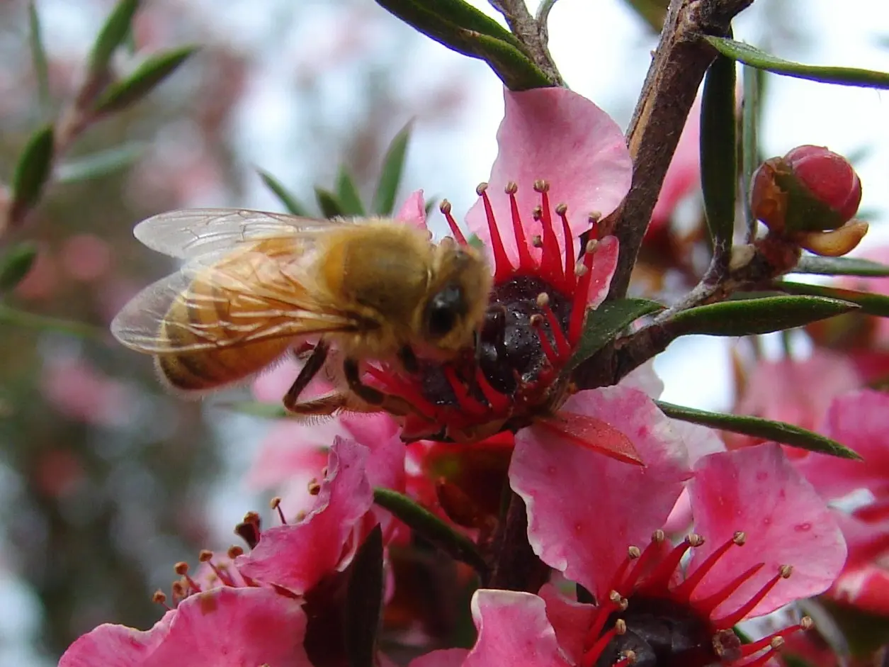 Manuka flowers (8)