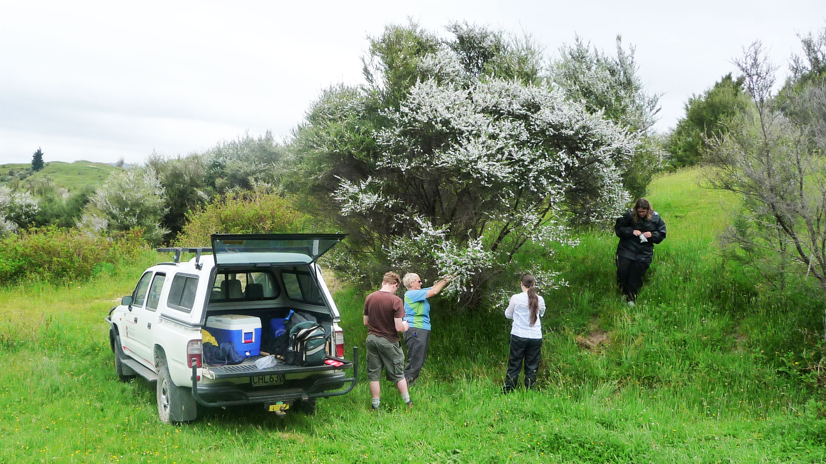 honey research Field work