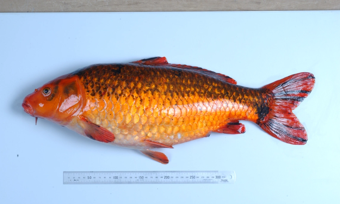 Fish Project Carp