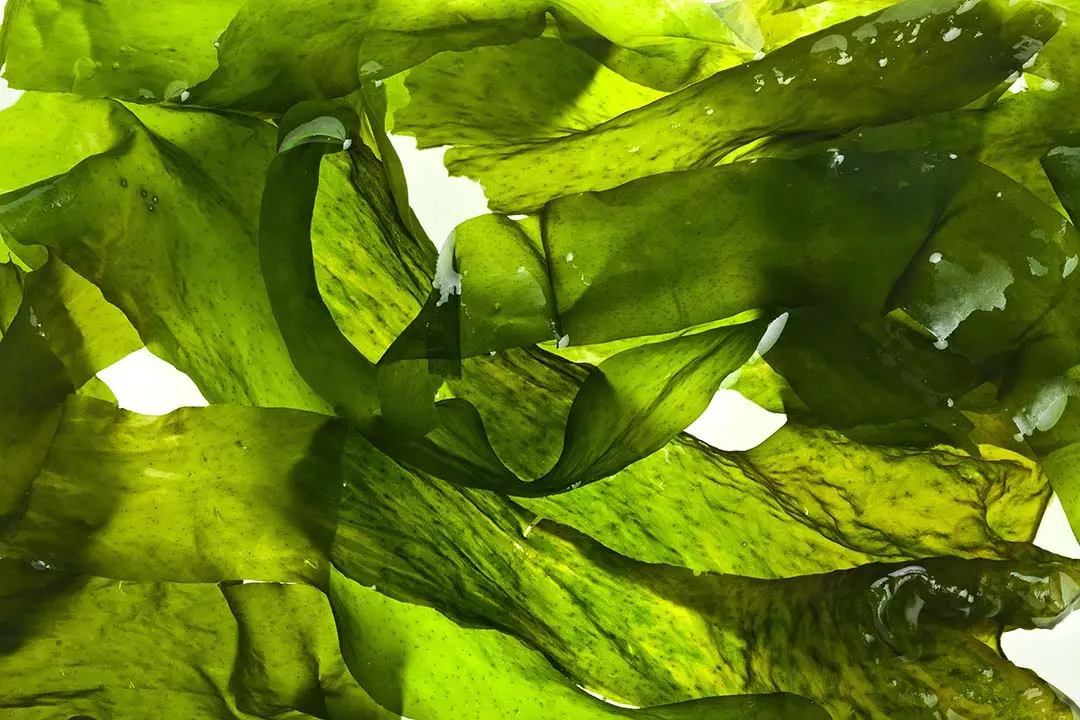 Seaweed shutterstock