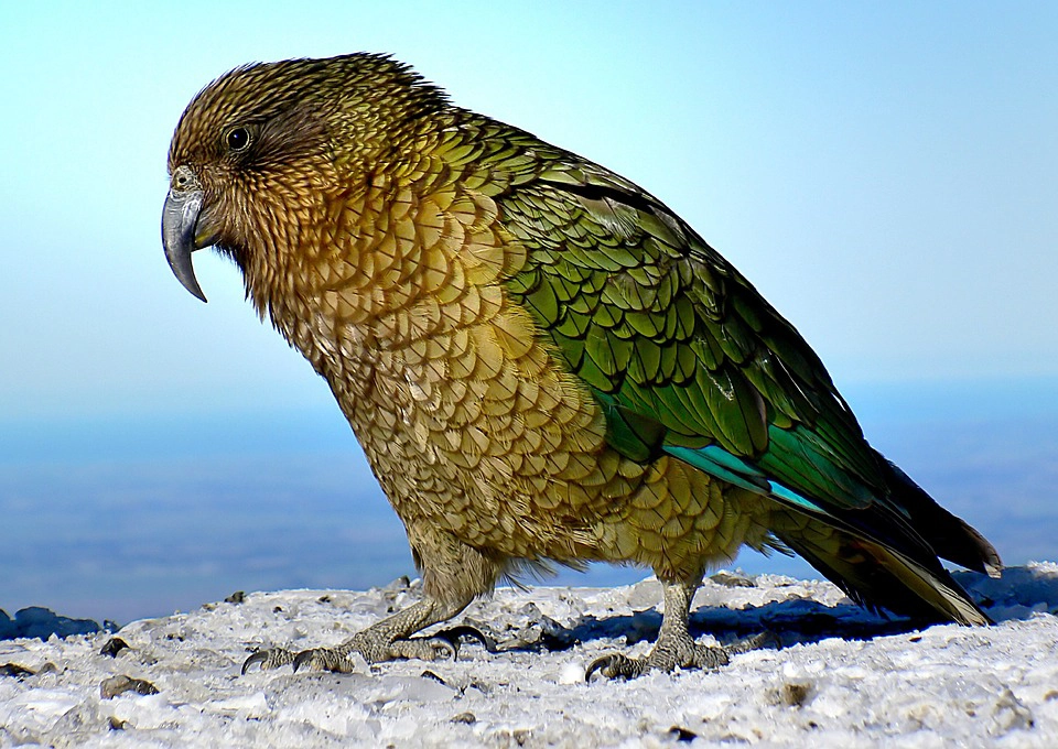 kea