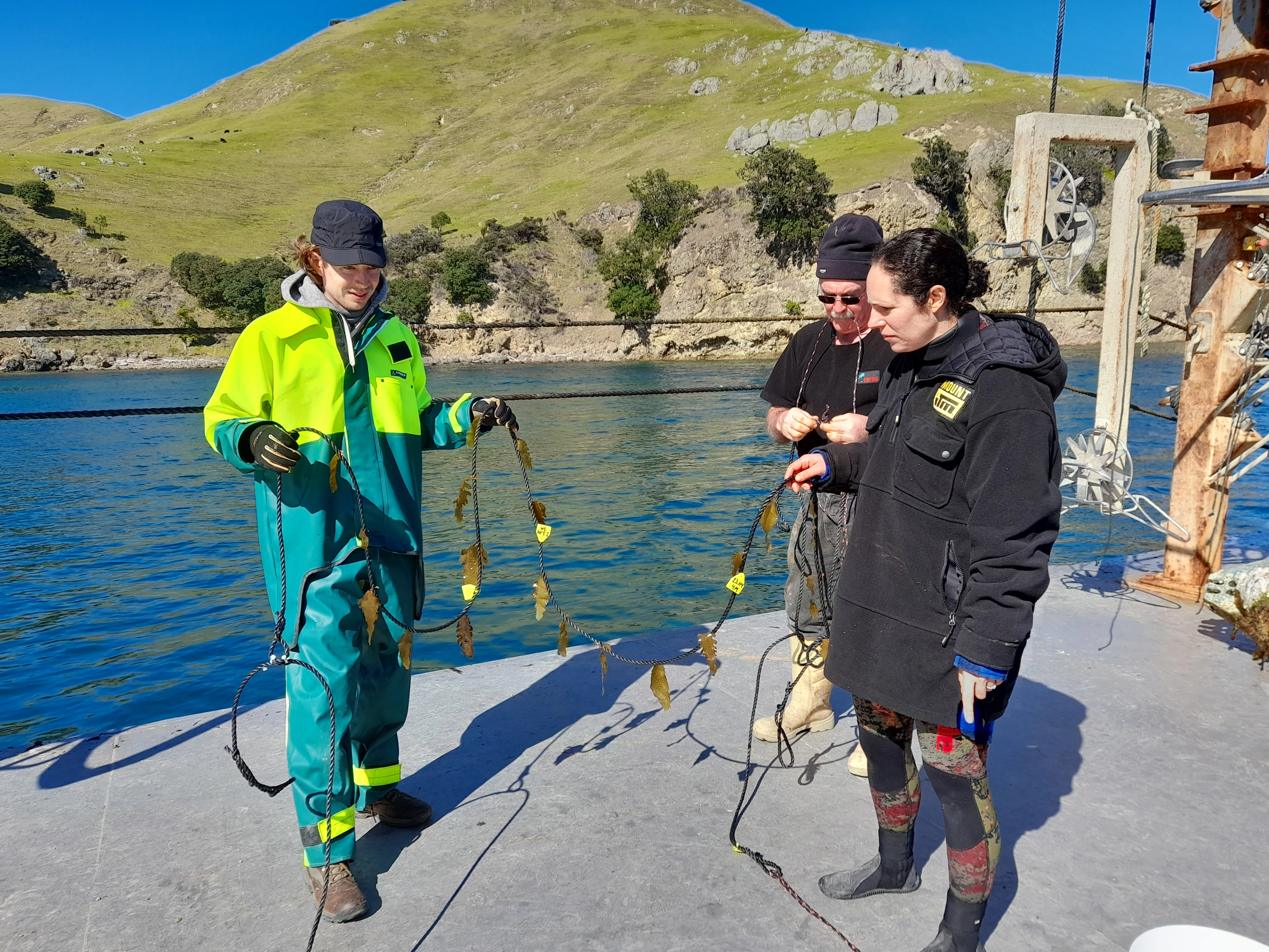 seaweed grow rope students