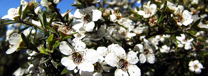 manuka honey