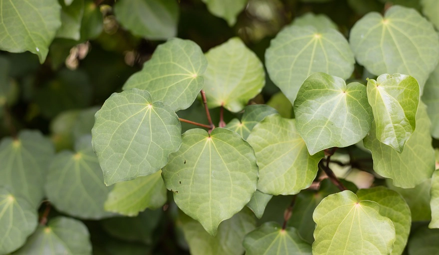 KAWAKAWA