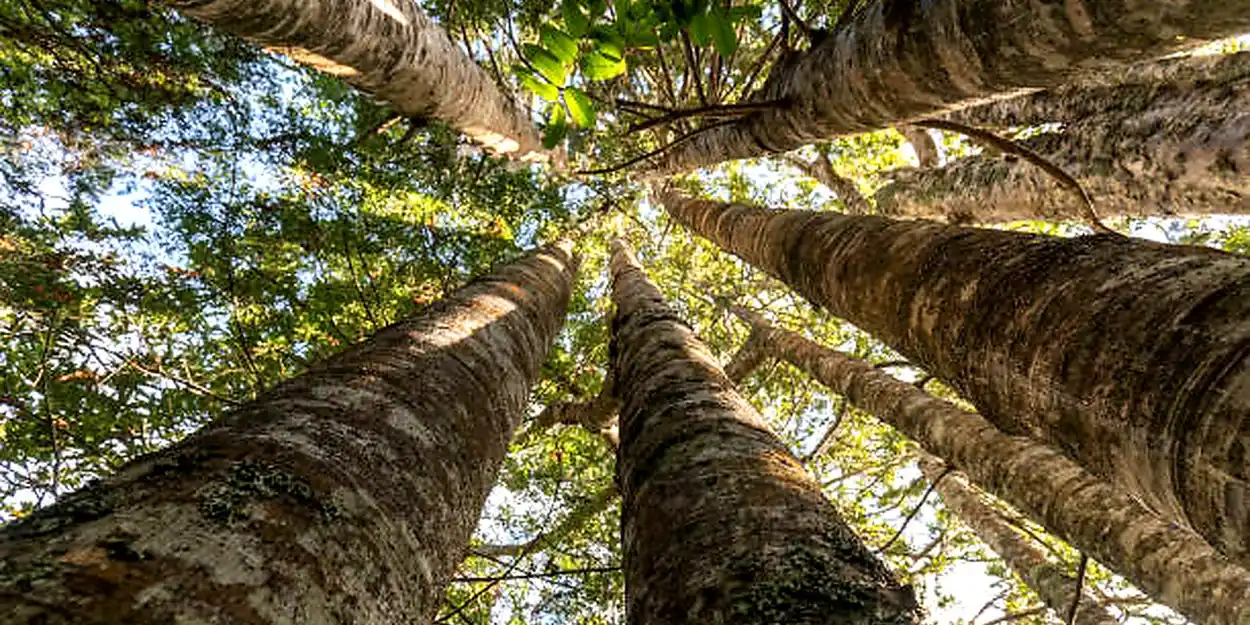 Trees