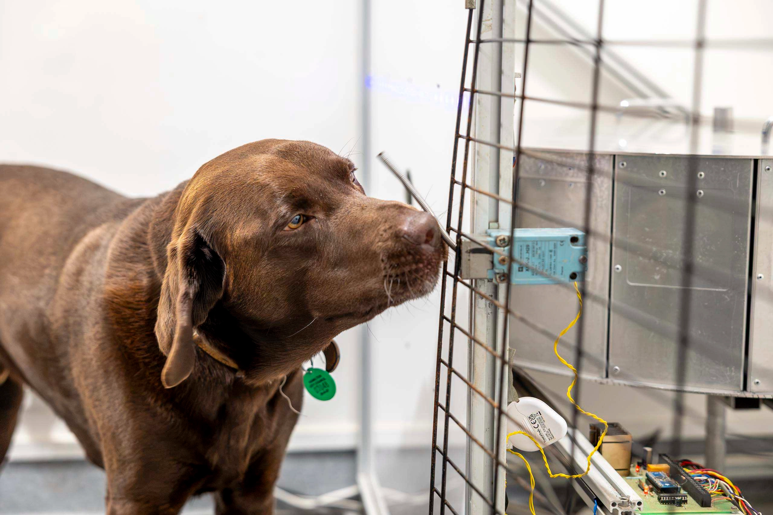 schistosomiasis research   dog lab